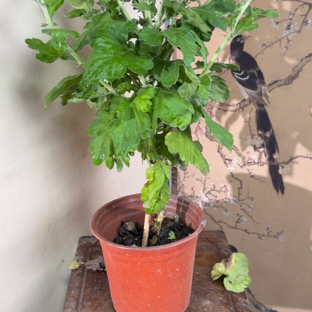 完全开放Q777777777