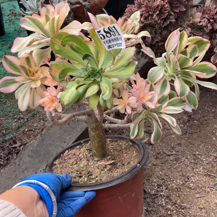 891号燕姿锦多肉植物