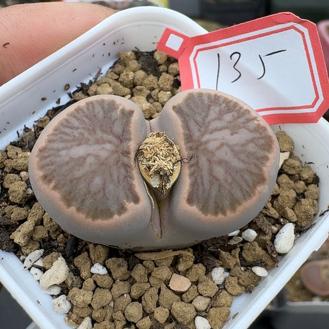 135多肉3.6厘米哈哈哈哈好怪