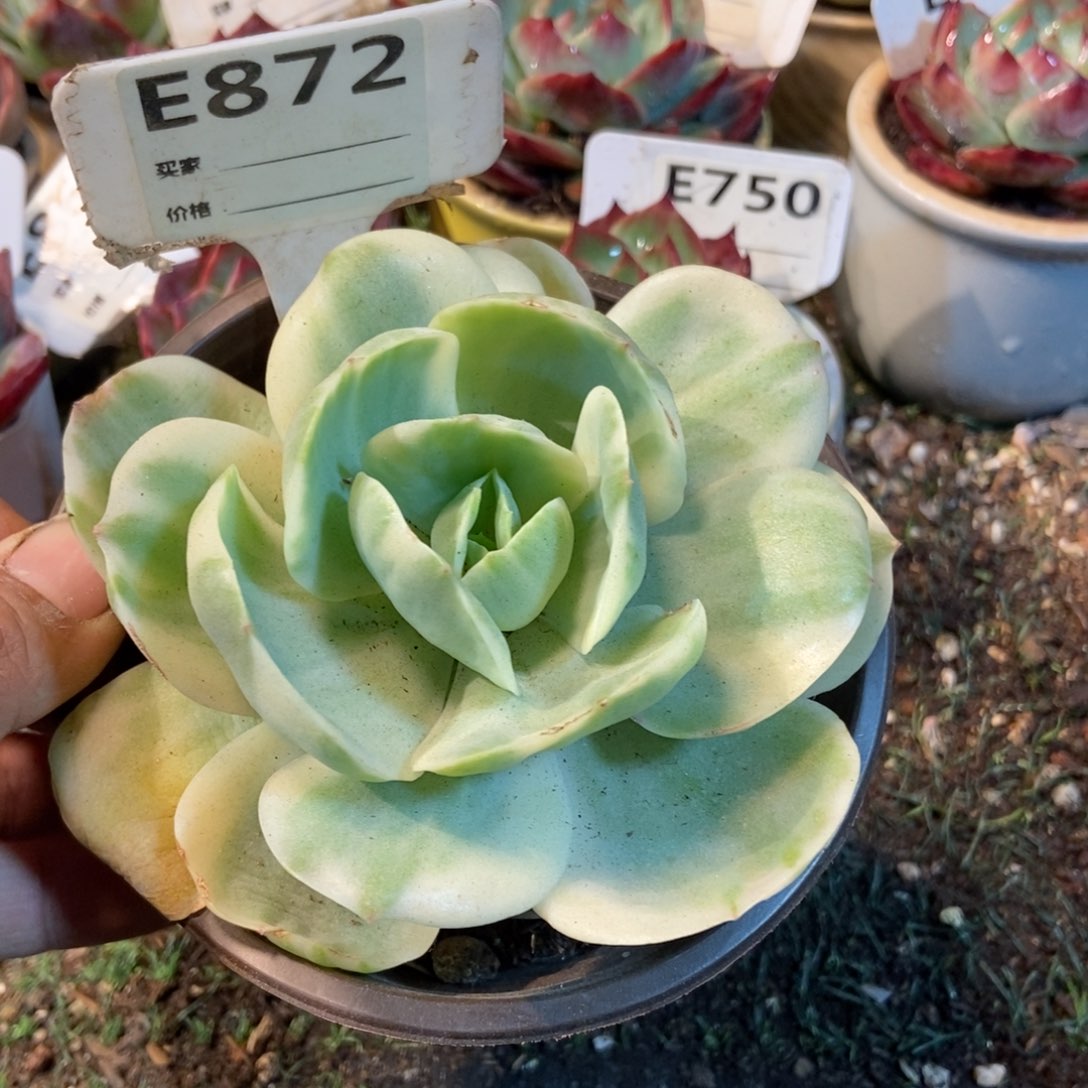 鸡蛋碧桃锦多肉植物872