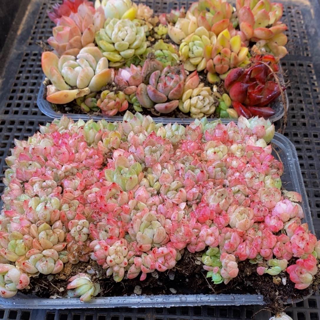 683多肉植物保护研究所所长助理研究员