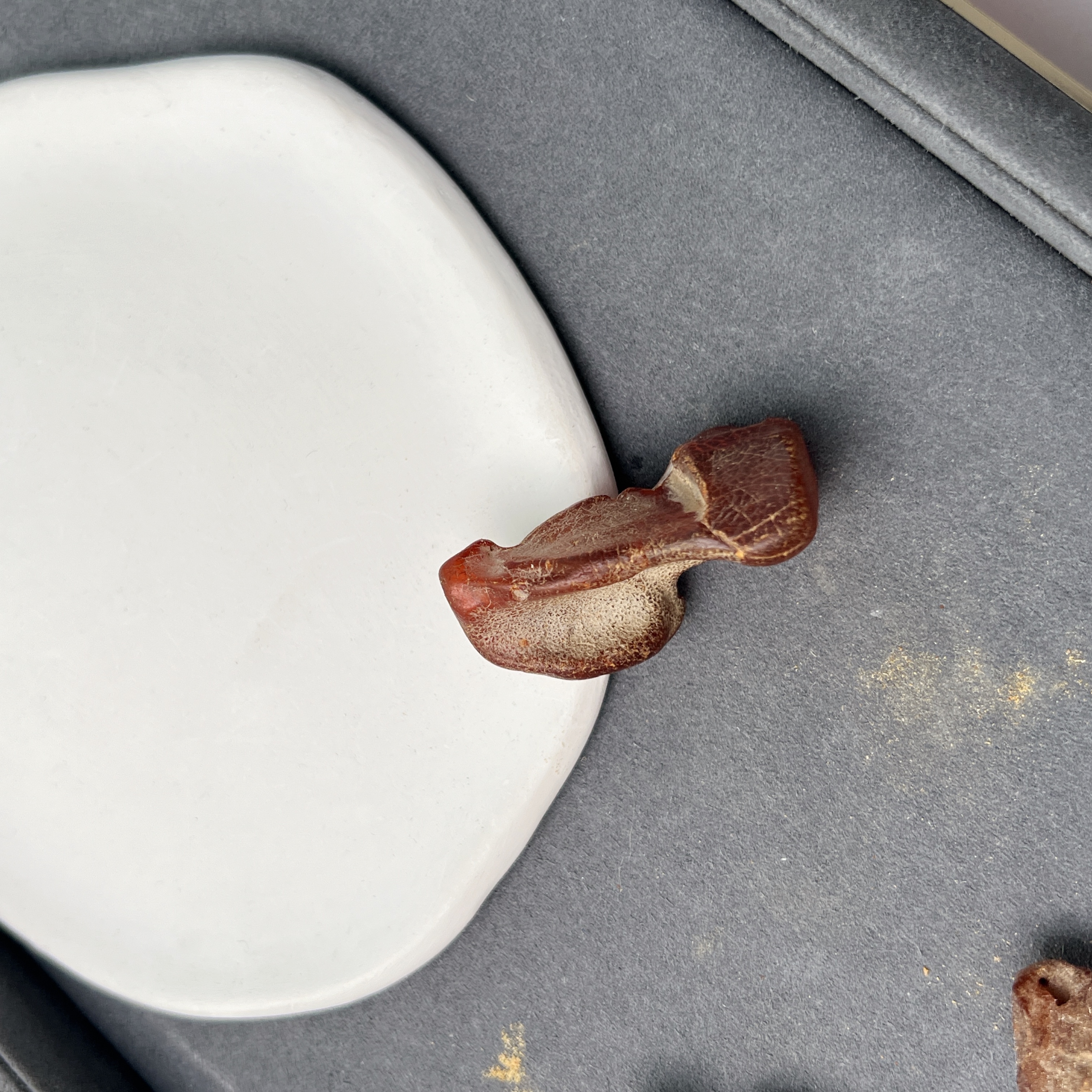 蜜蜡随形原石多样性发其一