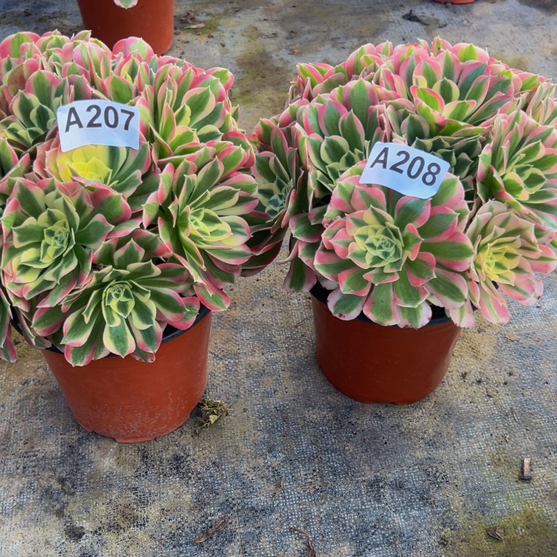 开***邬法师多肉植物组合白凤207.208