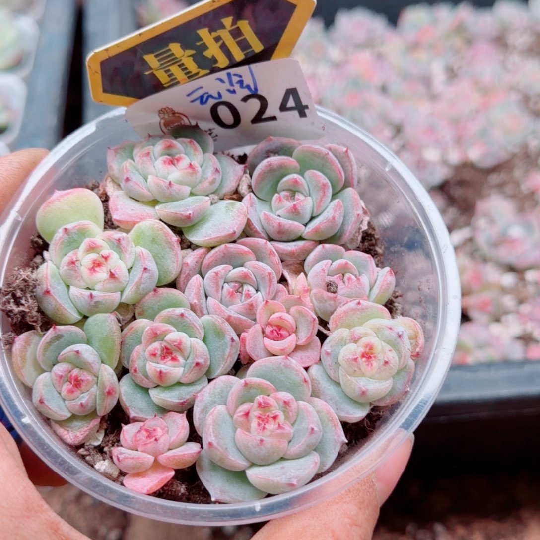 多肉植物多肉植物