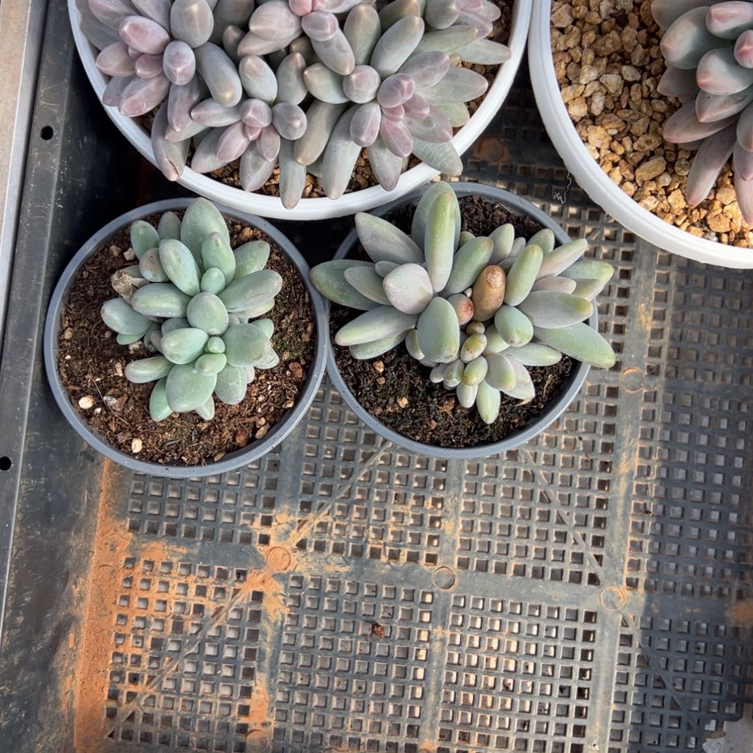 阿***生啊生寄养。         