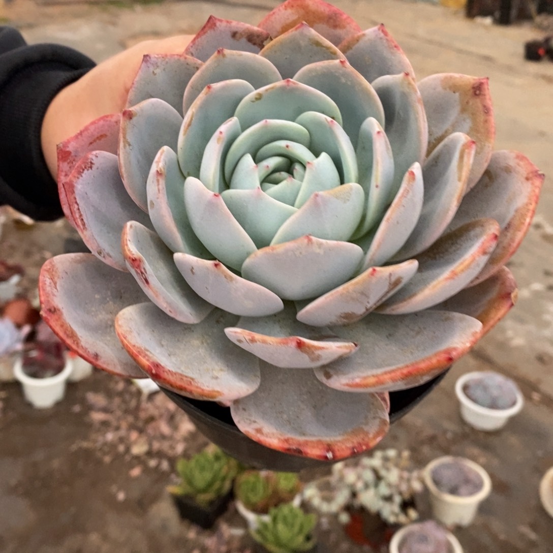 凤橙大单头老桩，160杯