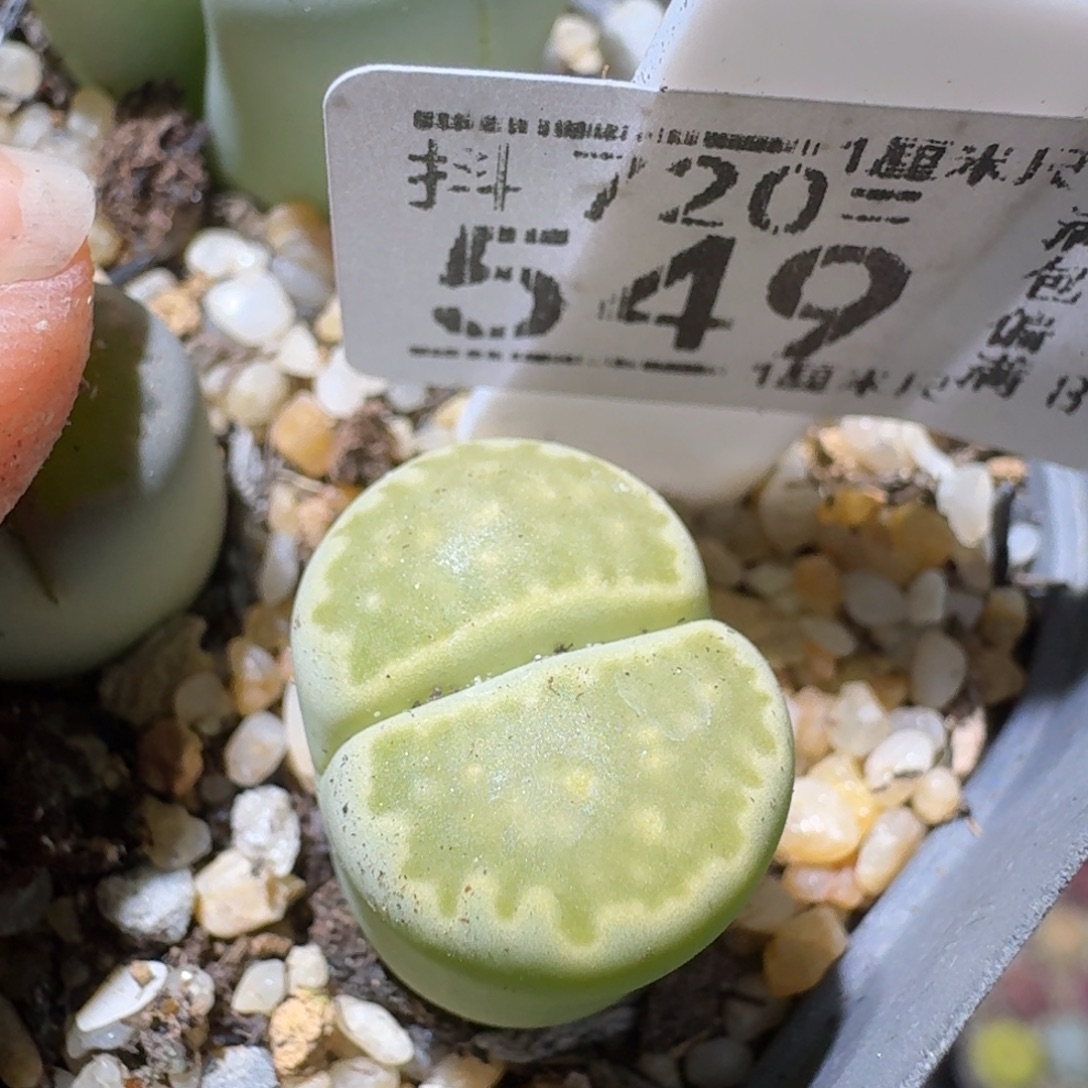 Sss精品生石花549