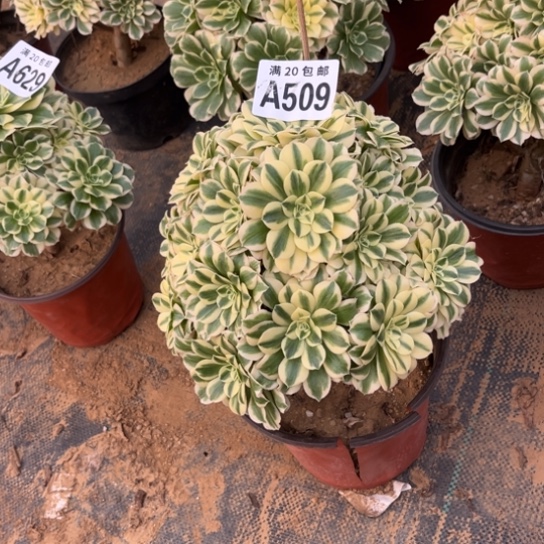 709迈巴赫不包断枝