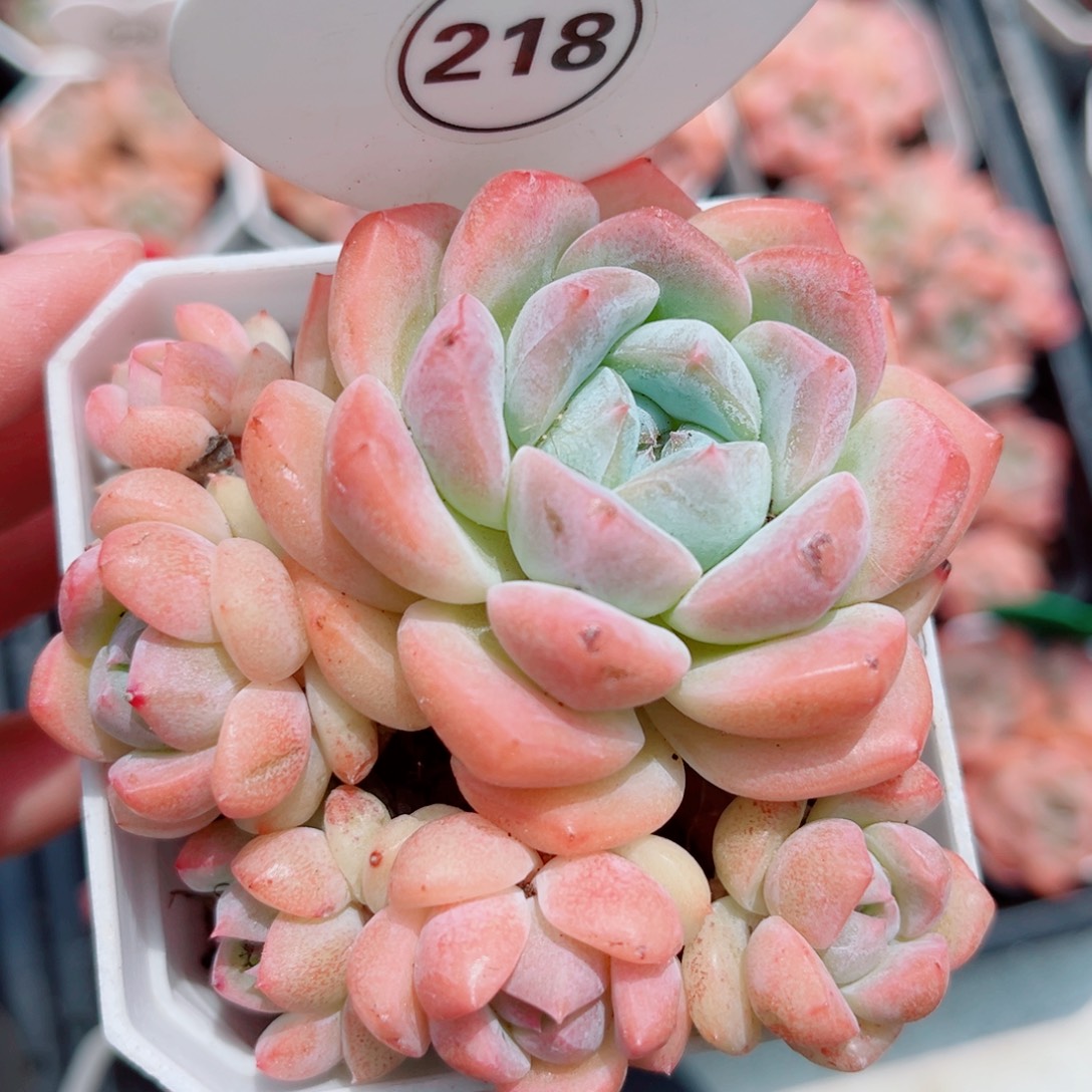 218号老桩糖心群6头