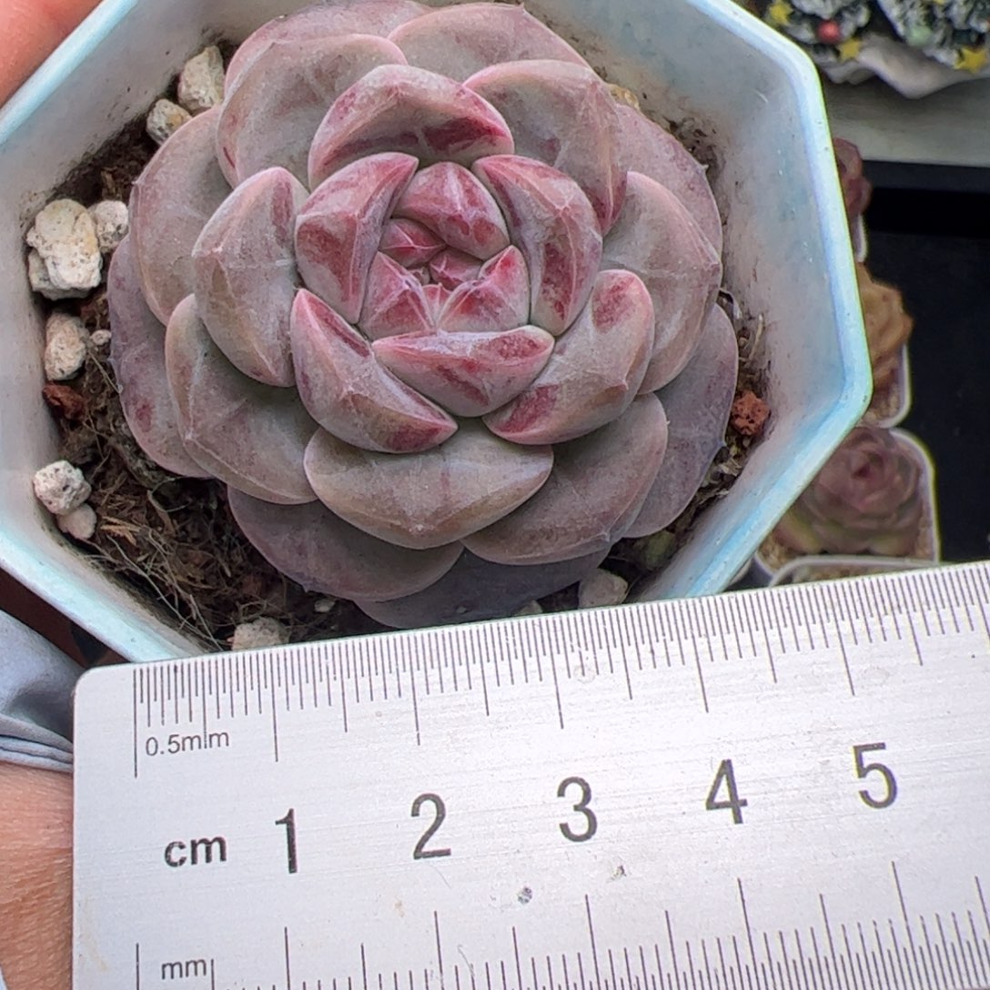 婷*600 多肉植物组合