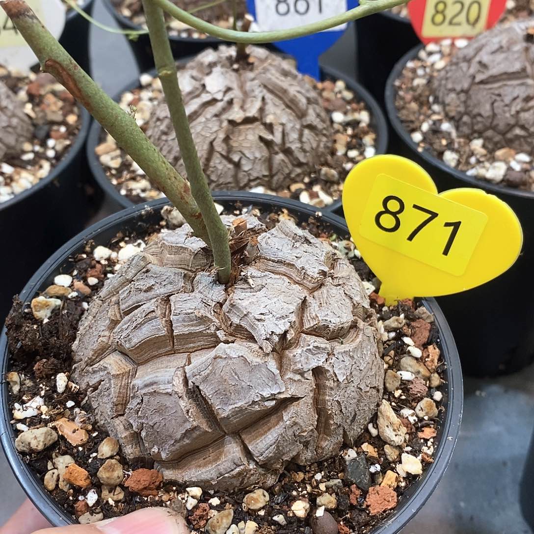 南非龟甲龙龟甲龙