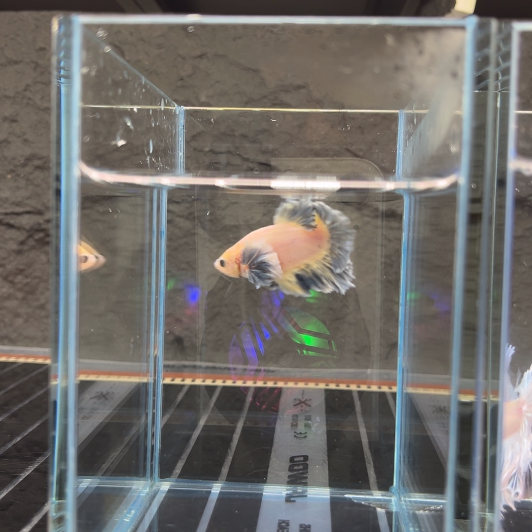 海水鱼暖暖老板广州大耳将军蓝色