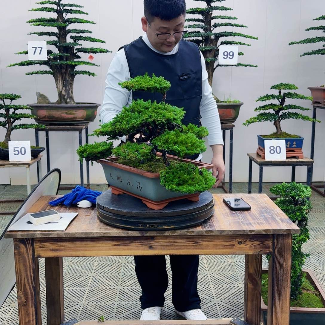 盆景柏树造型盆景