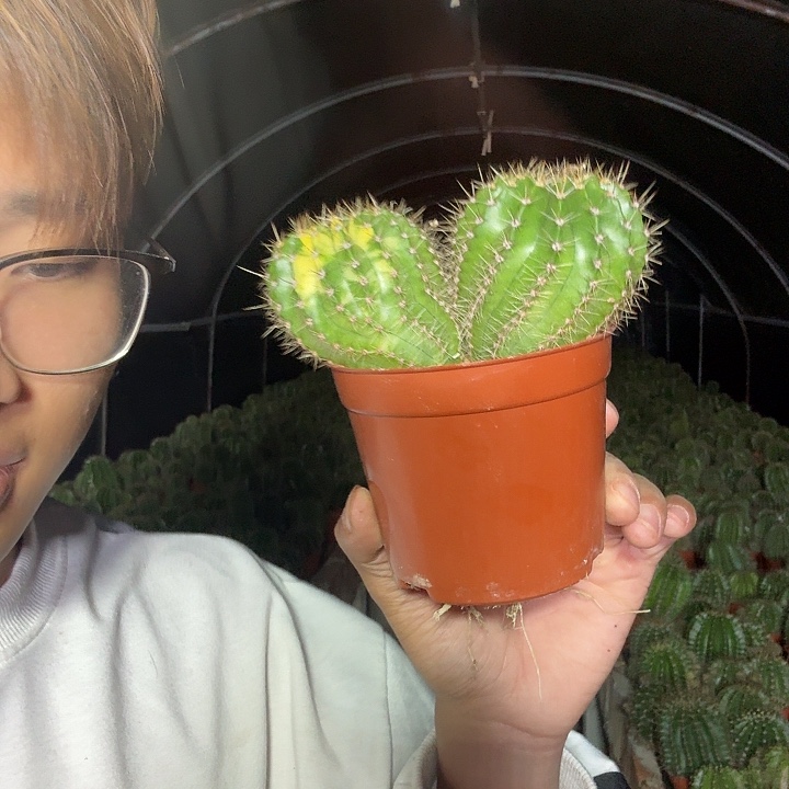 简***好大量花朵（建议范围：8朵-15朵 或40%以上）彩草