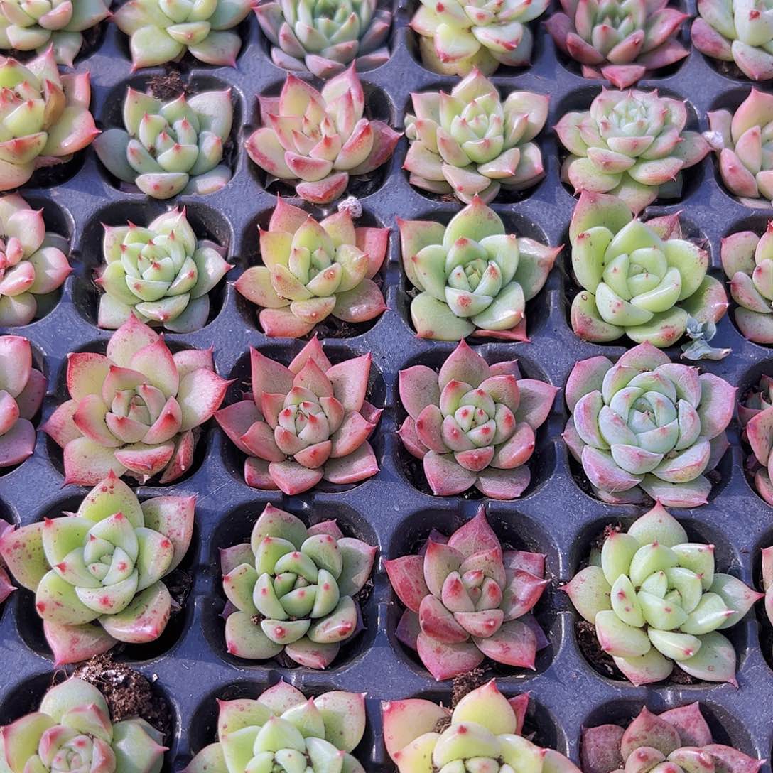 七彩麦秆5颗苗多肉