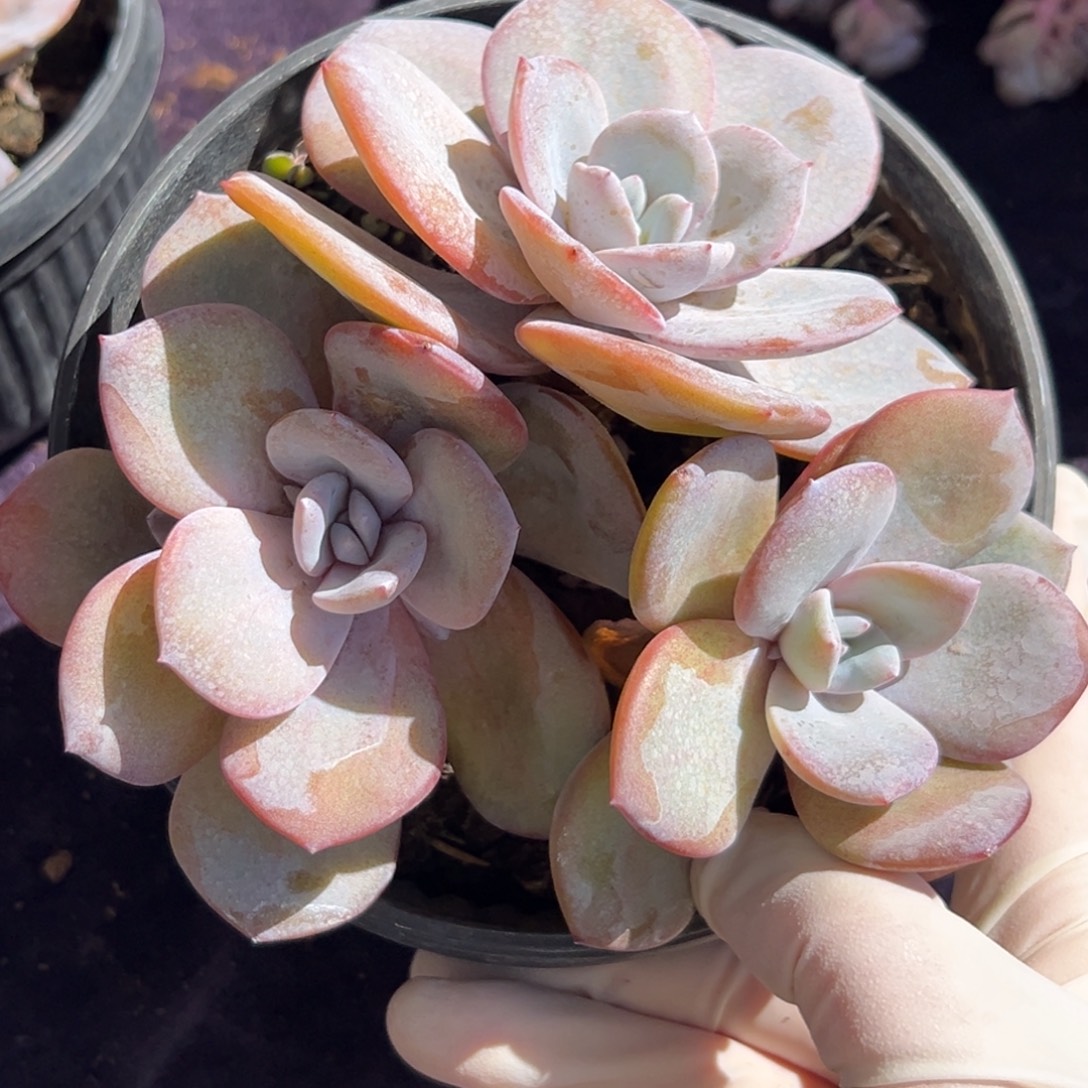 新年快乐 新年快乐