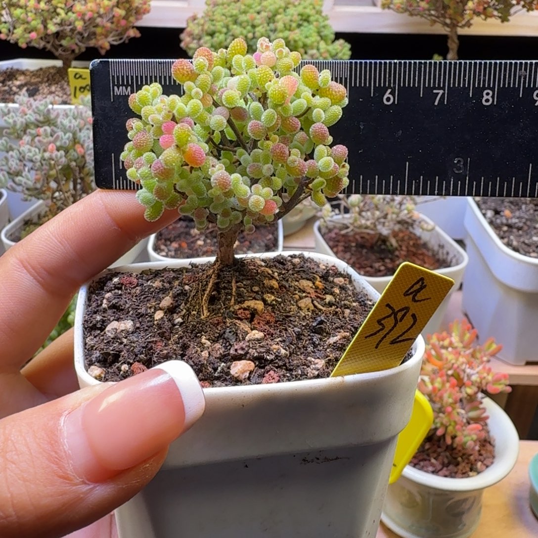 a392号橘子糖冠服5厘米左右