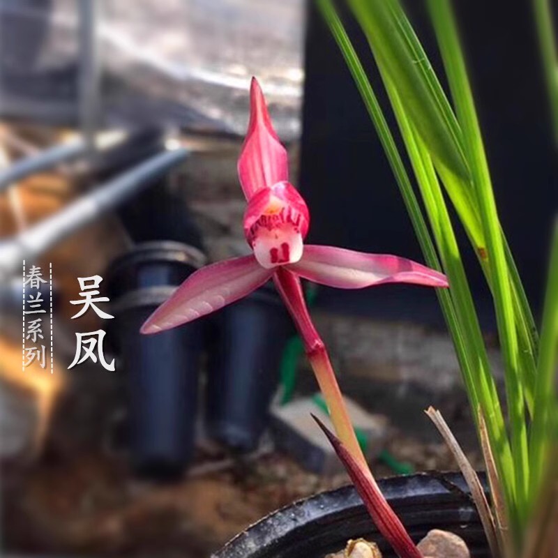 兰花苗春兰吴凤浓香红色花室内办公室桌客厅花卉盆栽细叶直立叶