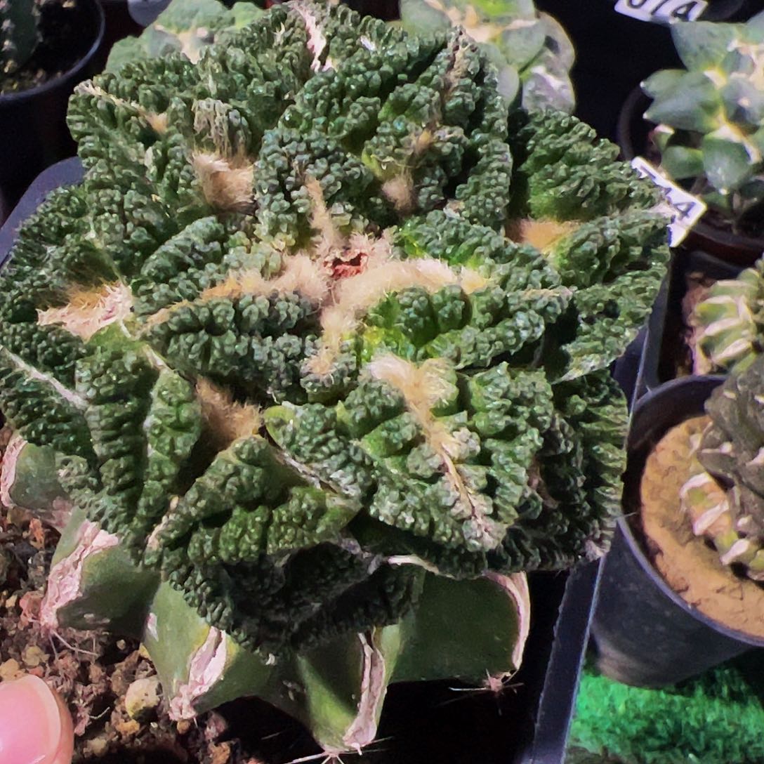 无花朵福利颗粒哥斯拉辛顿牡丹360