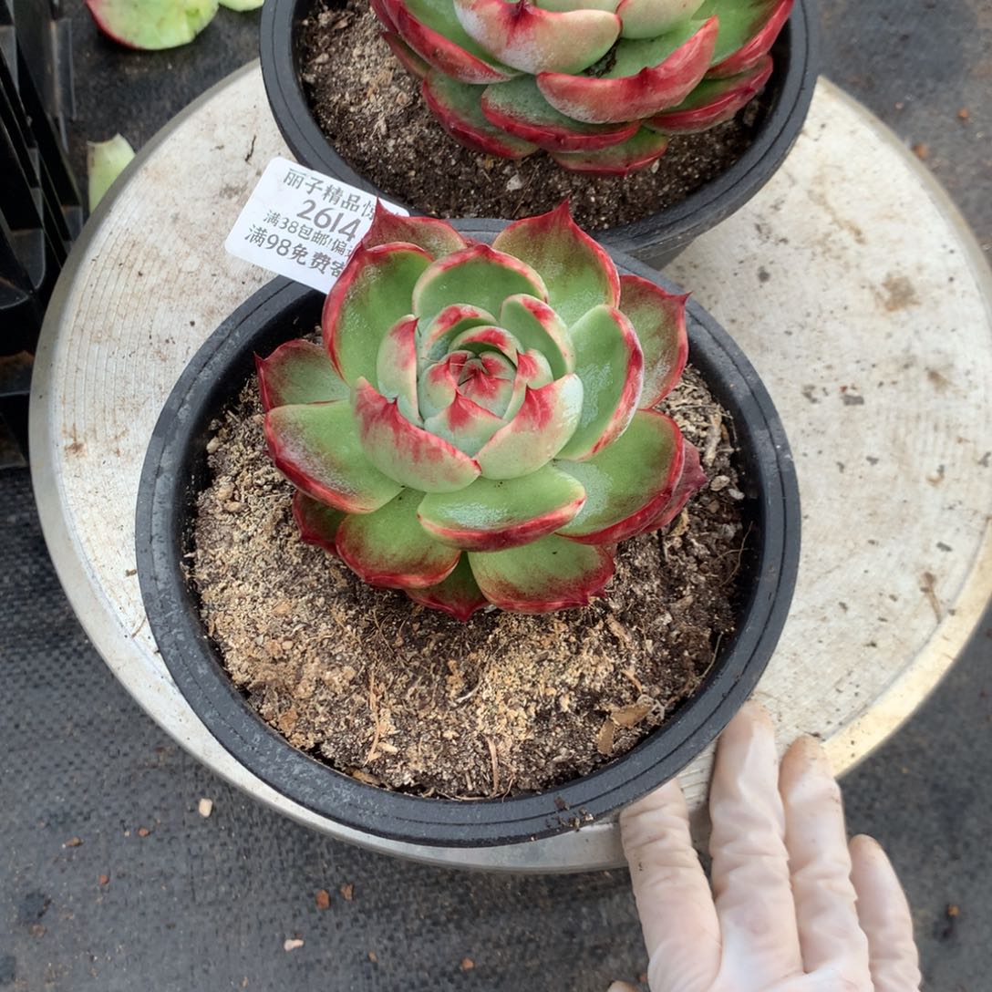 2614号多肉植物惊鸿2颗
