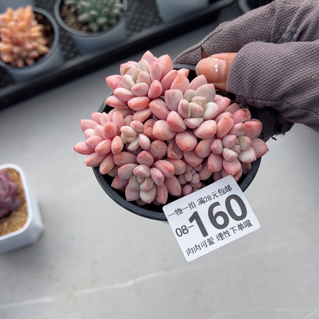 拉丝雨多肉多肉多肉多肉