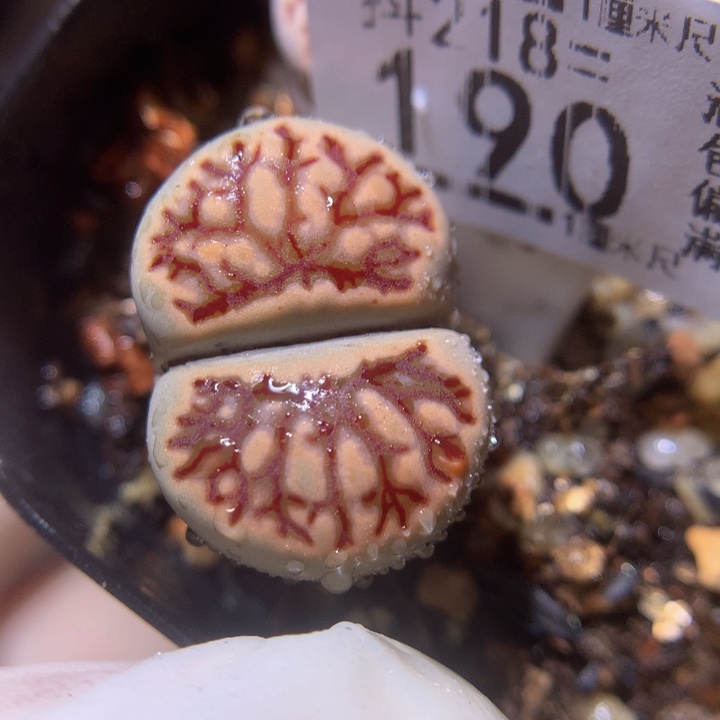 精品生石花218.190