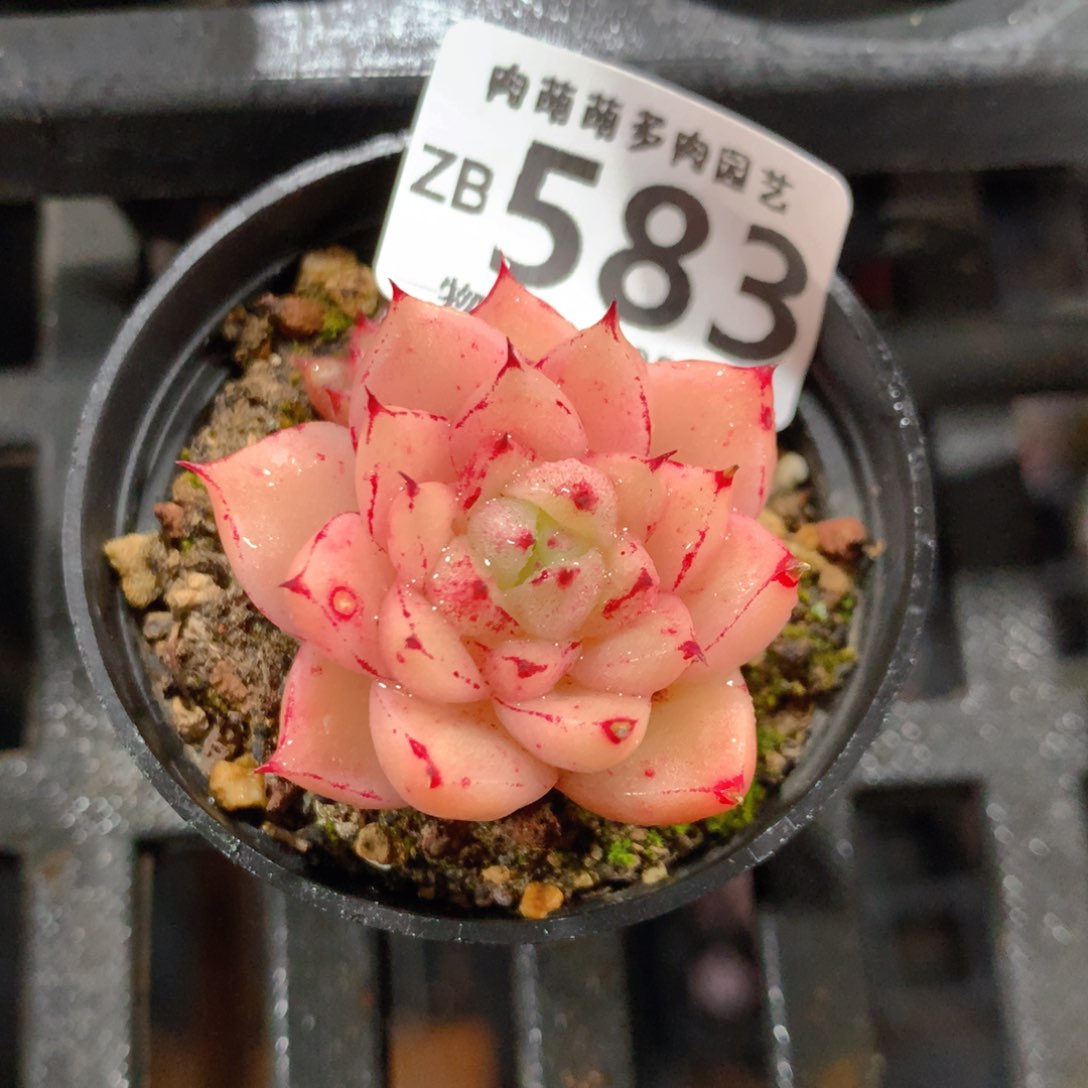 5CM拇指盆精控多肉ZB583