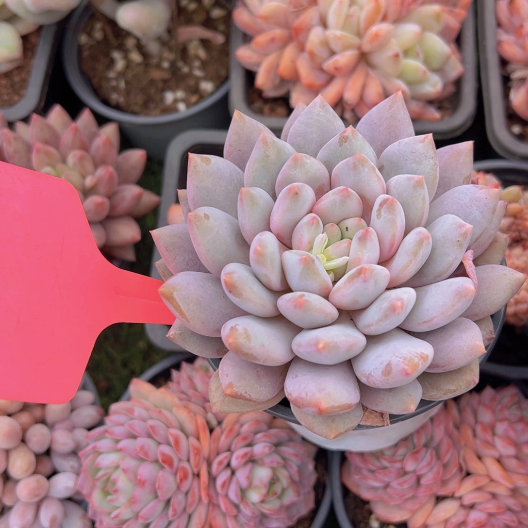 香玉的故事是一个人的故事