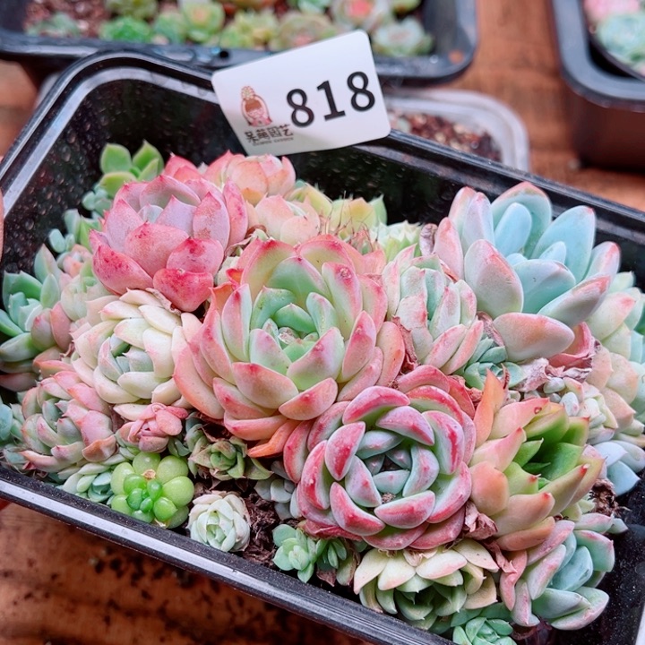 多肉植物多肉植物