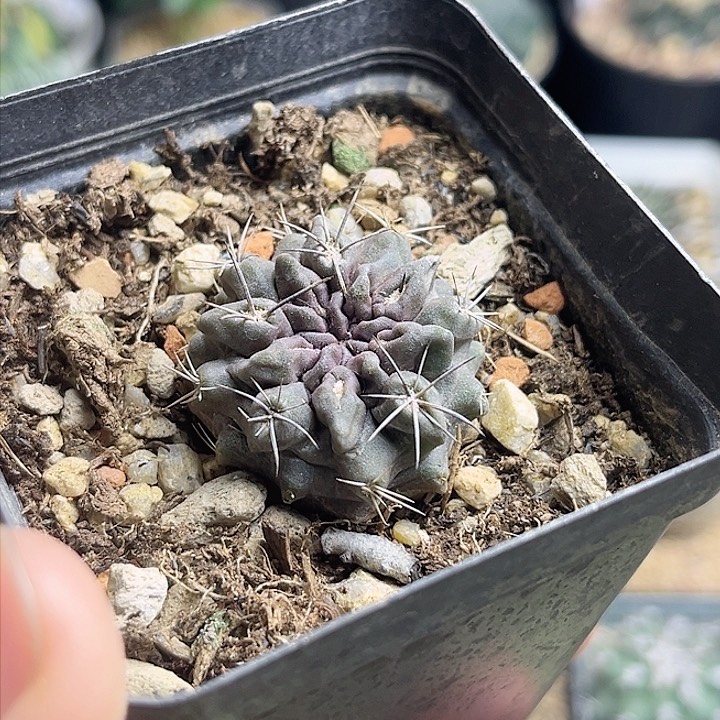 实生紫肌黑刺智利球3.1公分