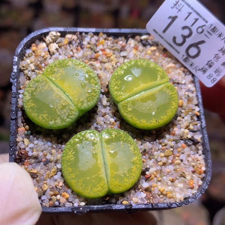 精品生石花116.136