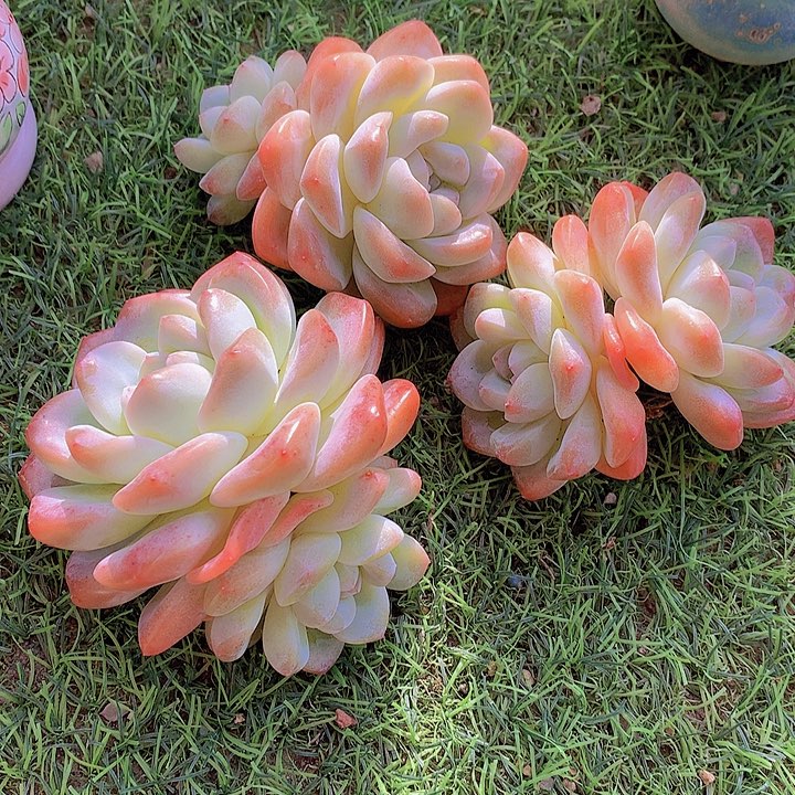 一物一拍，福利冰玉双头3颗