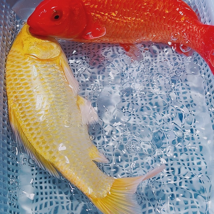 海水鱼锦鲤观赏鱼