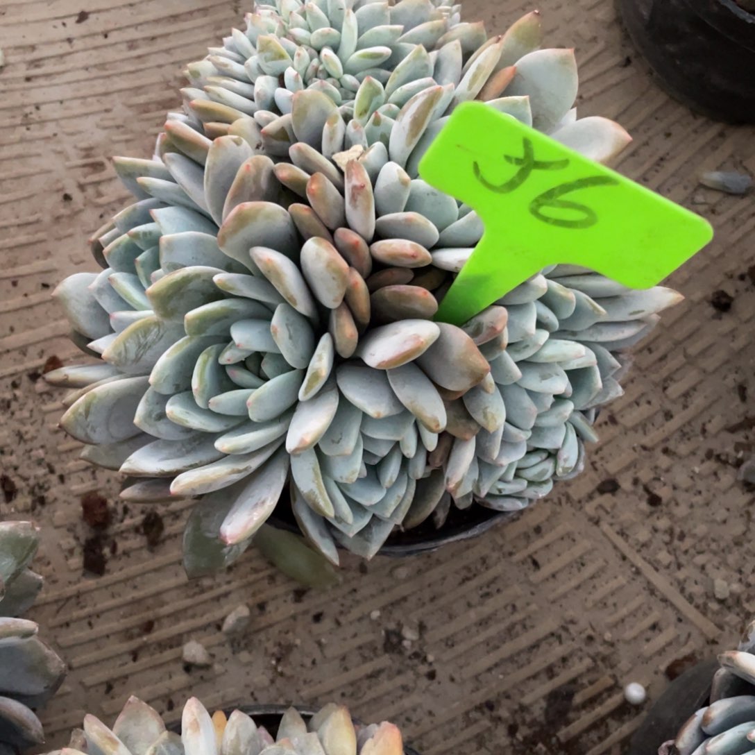 56号星影缀化多头