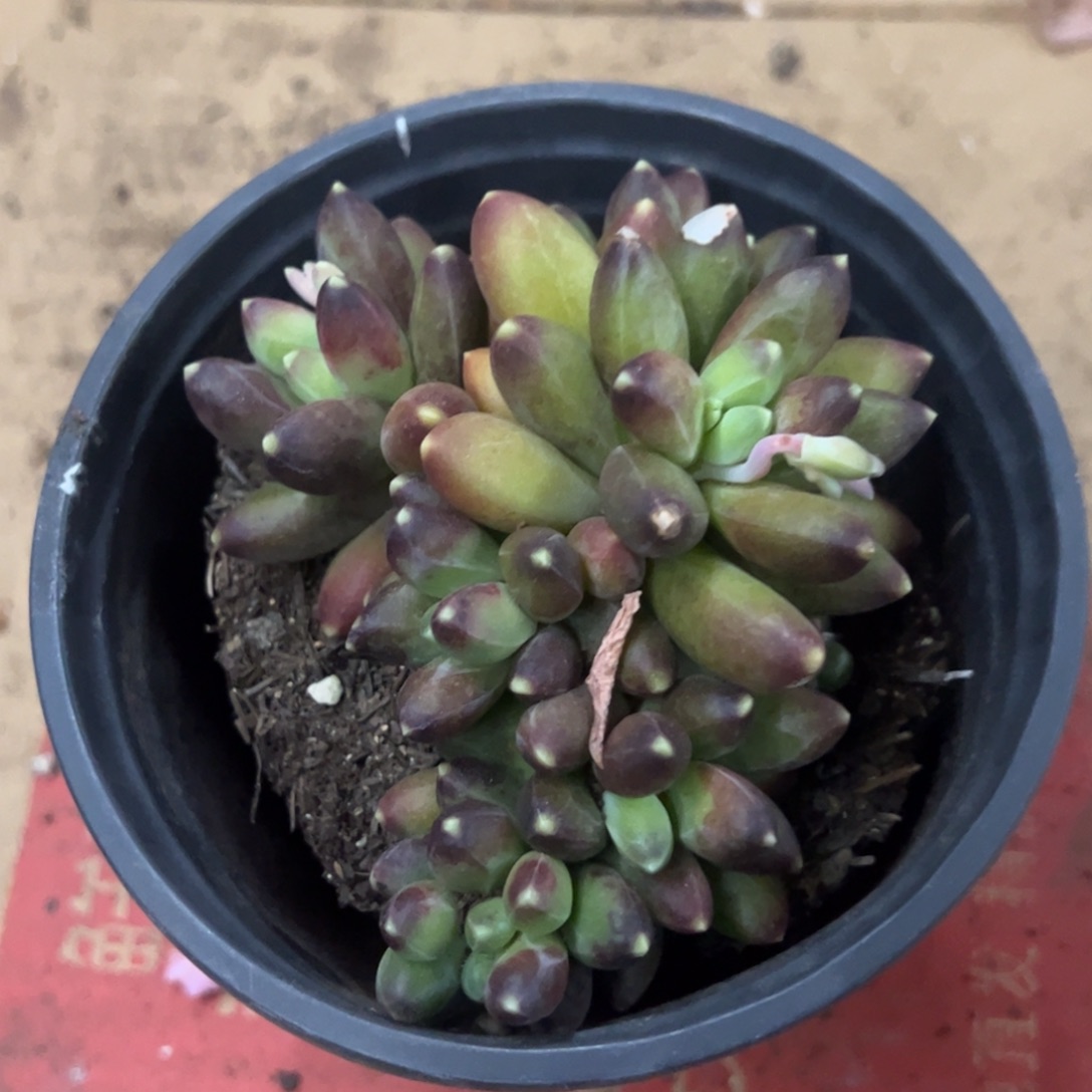 千代田之松一物一拍1654