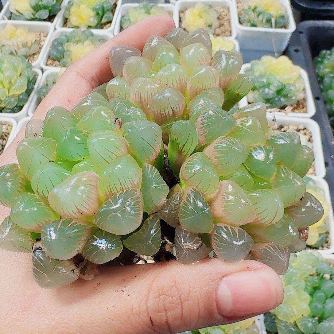 二***花无花朵十二卷 实生冰灯福利3颗