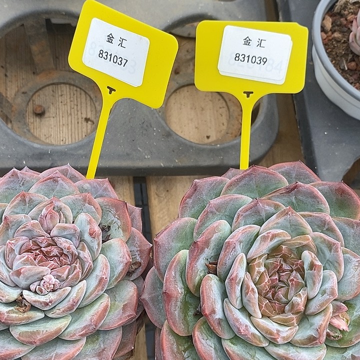 两个冰魄。831037。831039