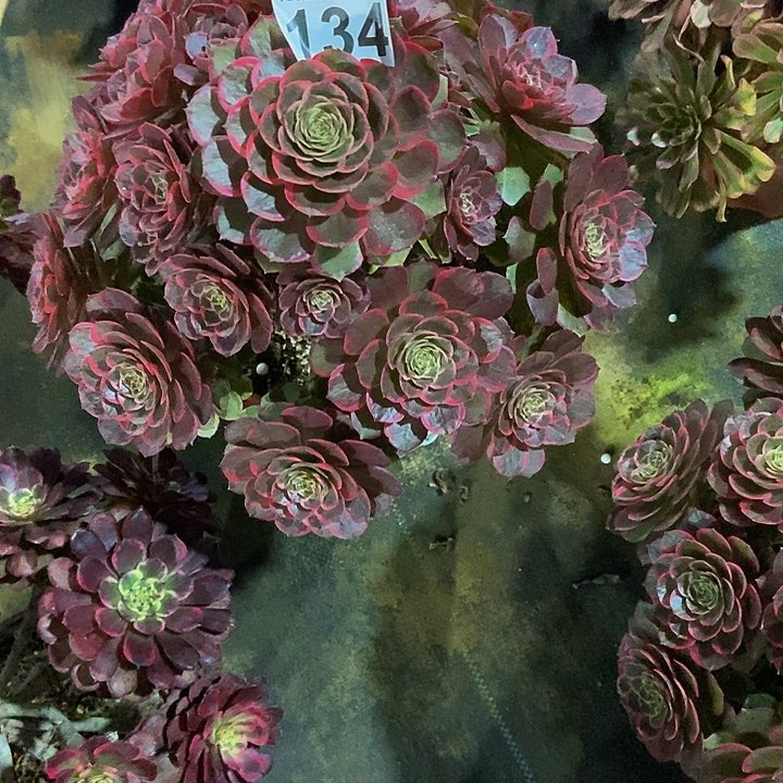 0000000000000134粉花妖