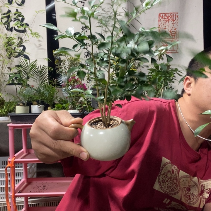 A***以实际为准盆景盆栽绿植10