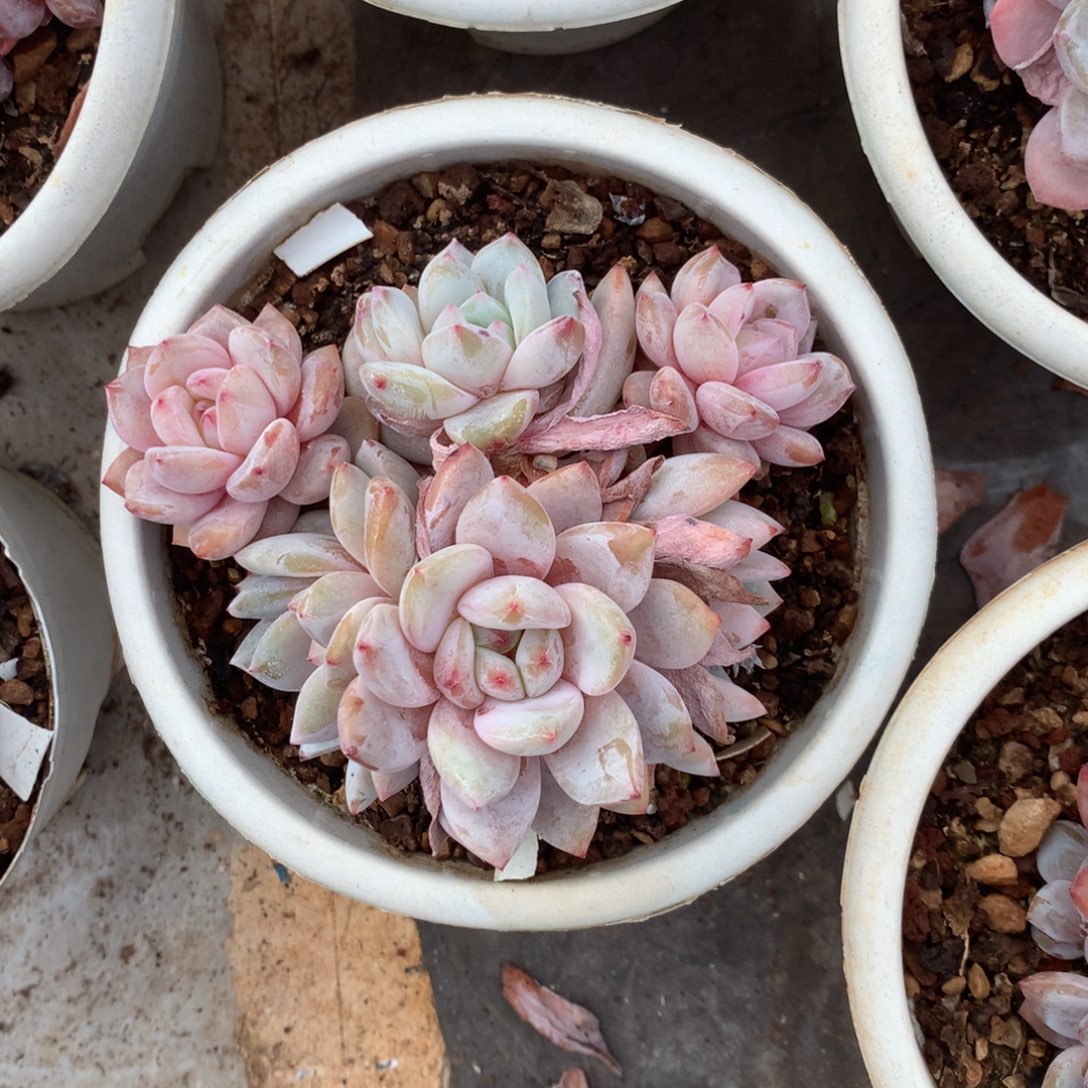 无花朵花花花花花花花10