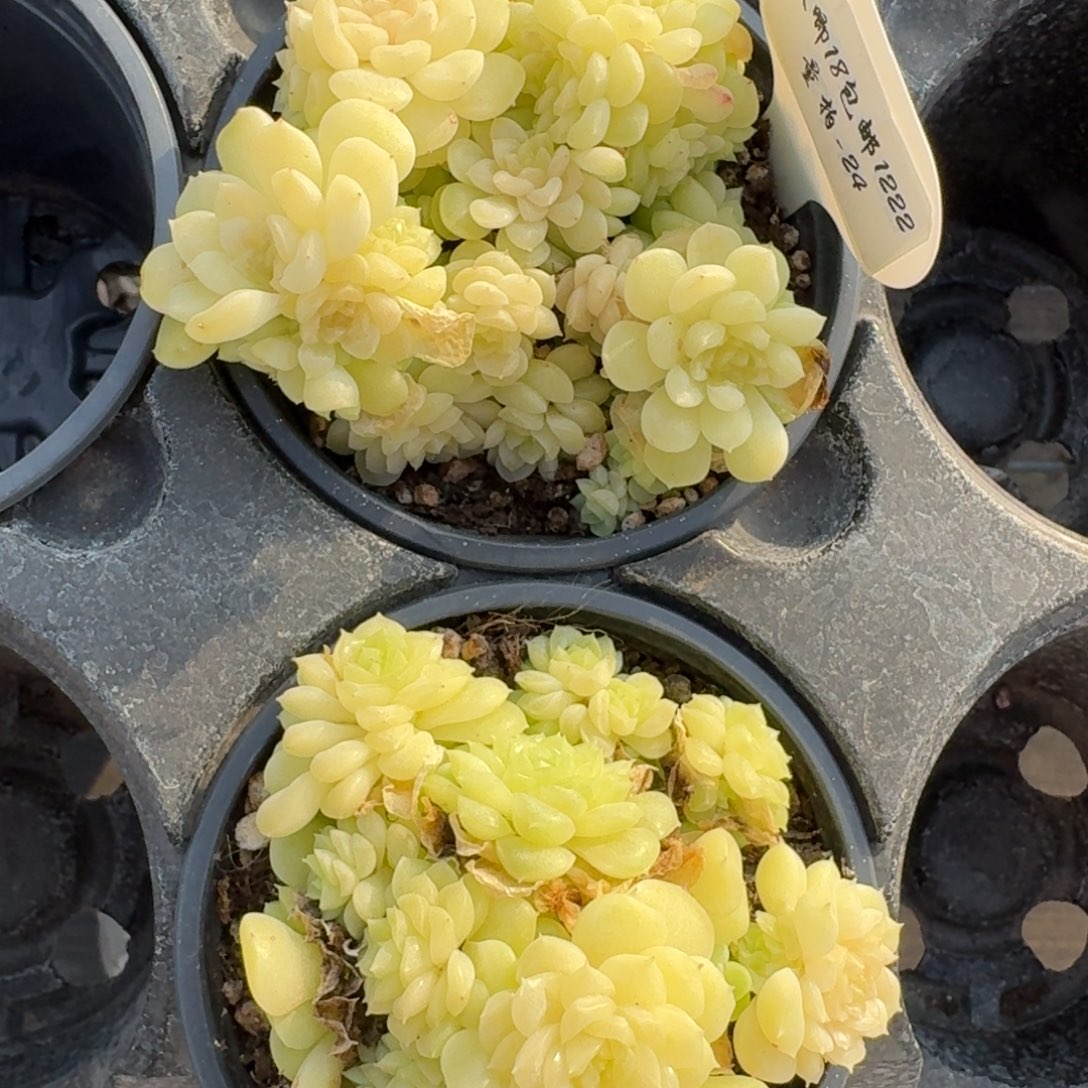 1222-024-麦秆不包整带盆土