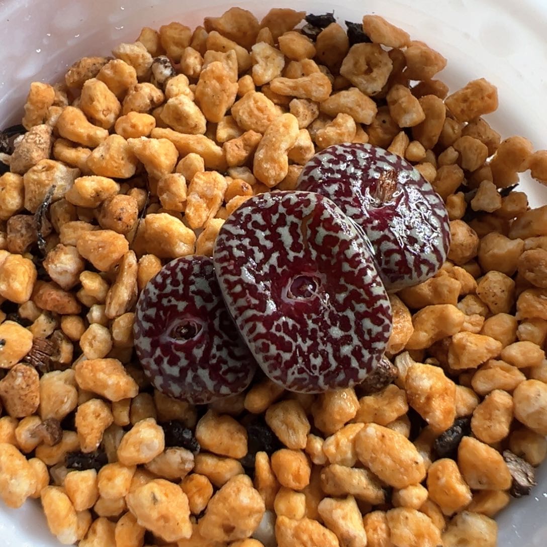 多肉植物220号超墨