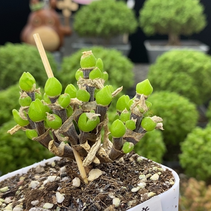 去***干枝干兔子8139枝干番杏