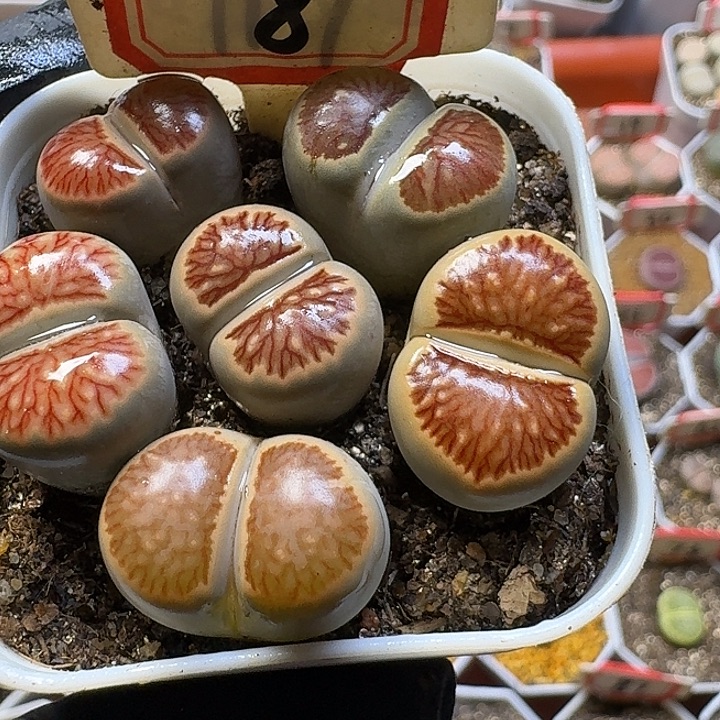 双***楼生石花33:：。  70号