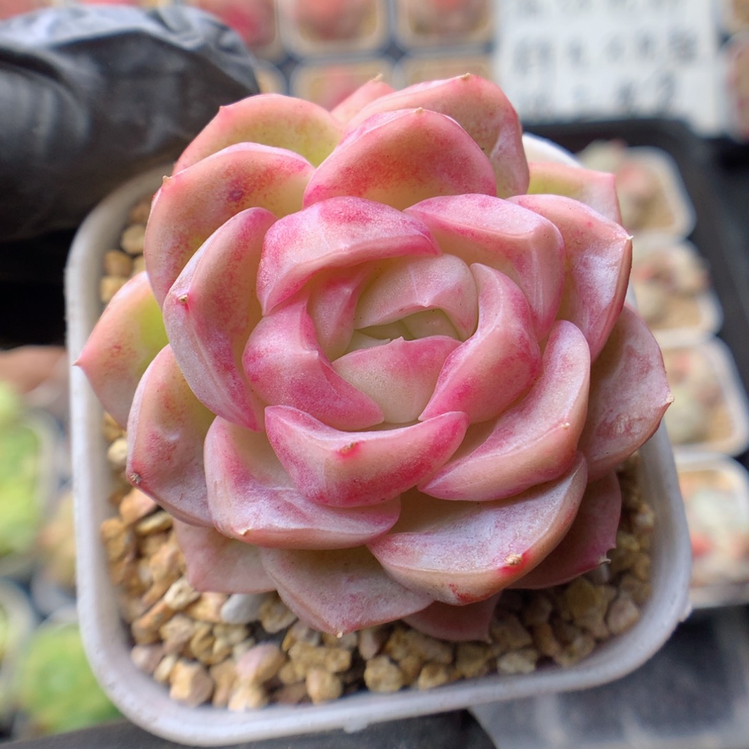 多肉植物。 糖心92