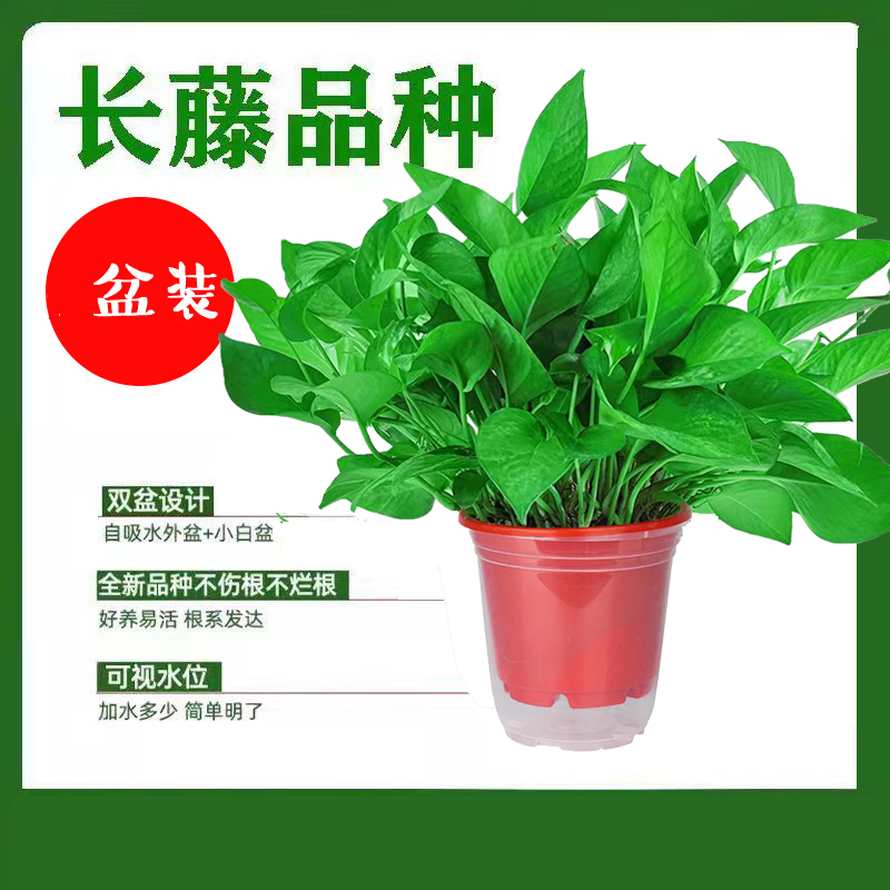 绿萝春夏秋吊兰盆栽绿植室内兰花植物水培种植办公室绿萝绿萝盆栽