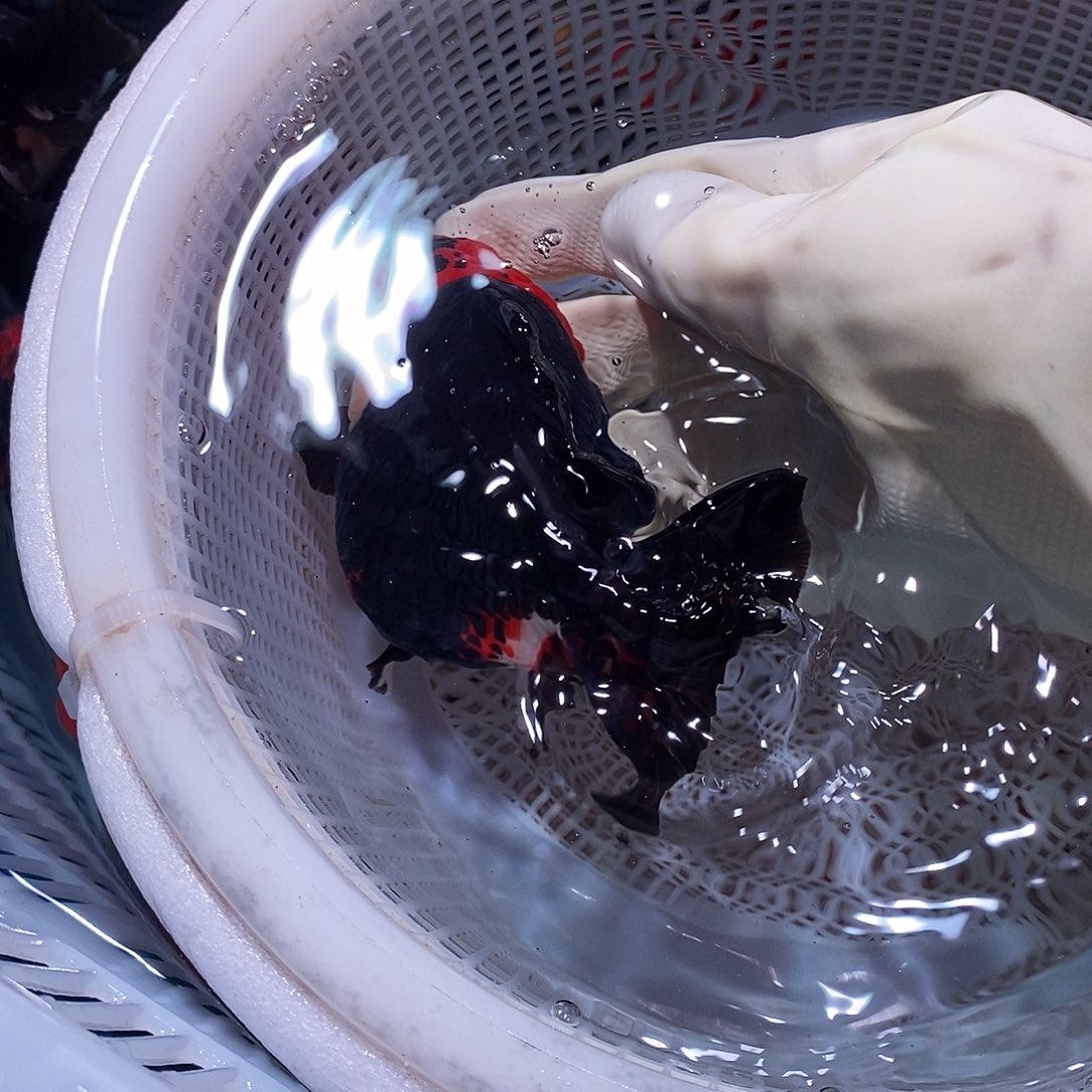 体***+海水鱼1条玛丽玛丽玛丽