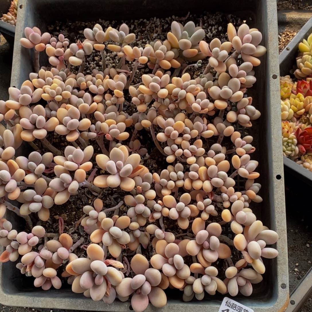 423的我是一个人的时候就会