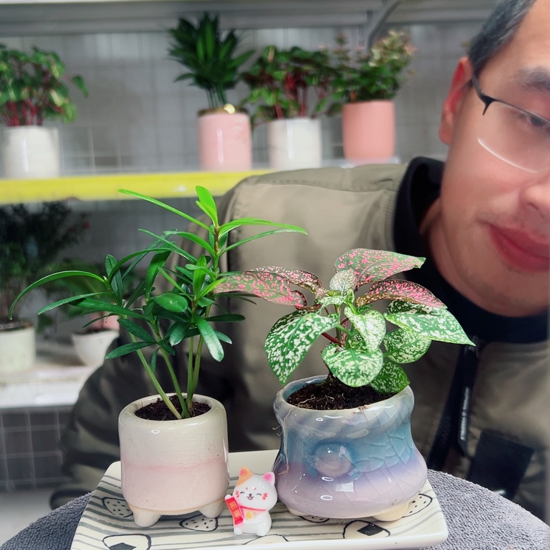 迷***。无花朵29                  