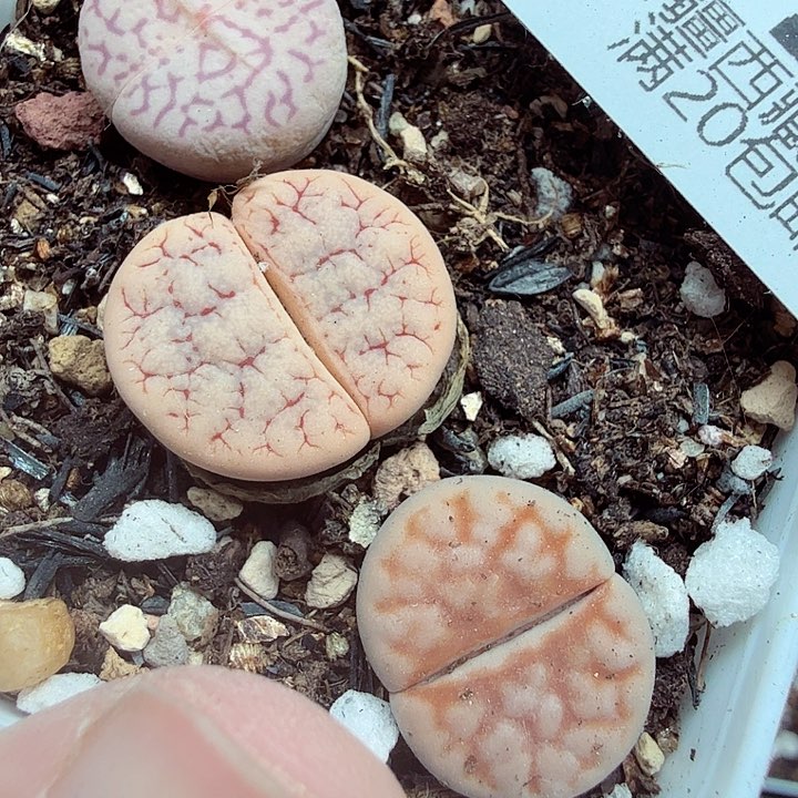 我们一起看电视的了不424好